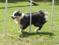 showdog